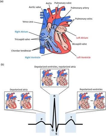 Labeled anatomical diagram of the heart’s chambers, valves, and major vessels above a sequence showing atrial and ventricular depolarization and repolarization mapped to the P, QRS, and T waves of an ECG trace.
