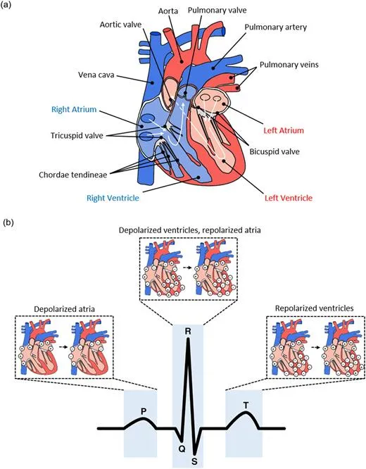 Labeled anatomical diagram of the heart’s chambers, valves, and major vessels above a sequence showing atrial and ventricular depolarization and repolarization mapped to the P, QRS, and T waves of an ECG trace.