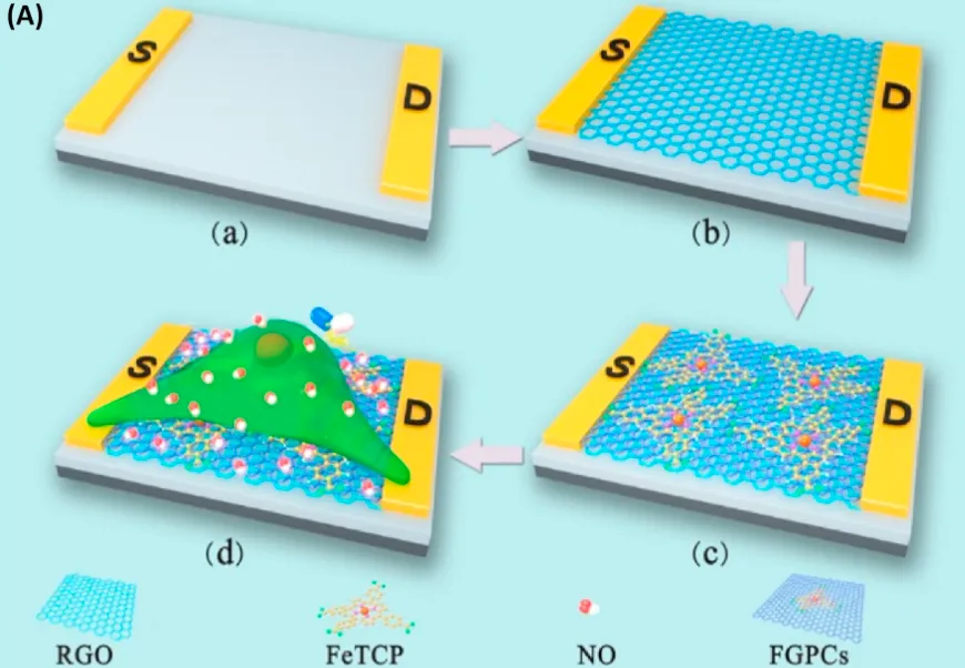 Fabrication schematic of a single-cell sensor: source and drain electrodes bridged by a reduced graphene oxide channel that is functionalized with FeTCP, with a single living cell placed on top for detection of released nitric oxide.