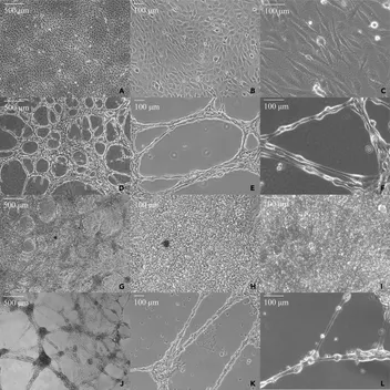 Grid of phase-contrast micrographs at 500 and 100 micrometer scales showing cardiomyocyte cultures reorganizing into networked, Purkinje-like cell structures at successive stages of reprogramming.