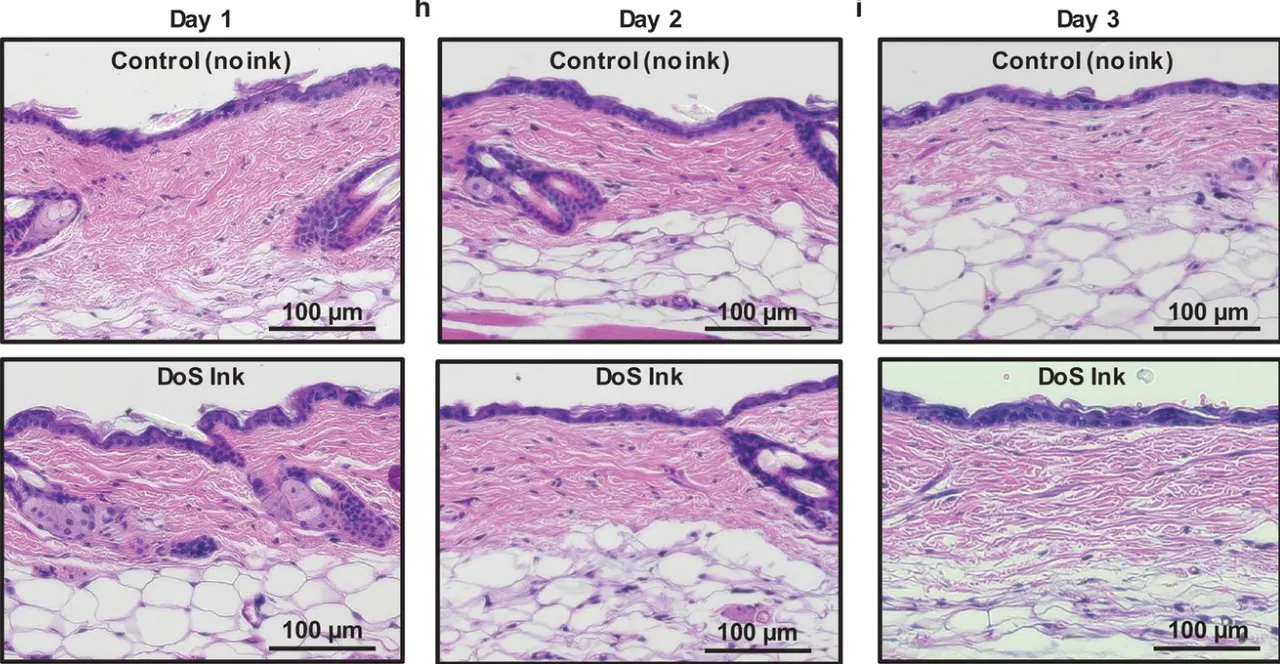 Hematoxylin-and-eosin-stained skin cross-sections on days 1, 2, and 3 comparing untreated control skin with skin coated in drawn-on-skin ink, showing no adverse tissue changes and confirming the ink’s biocompatibility.