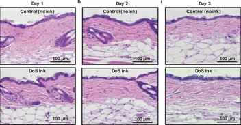 Hematoxylin-and-eosin-stained skin cross-sections on days 1, 2, and 3 comparing untreated control skin with skin coated in drawn-on-skin ink, showing no adverse tissue changes and confirming the ink’s biocompatibility.
