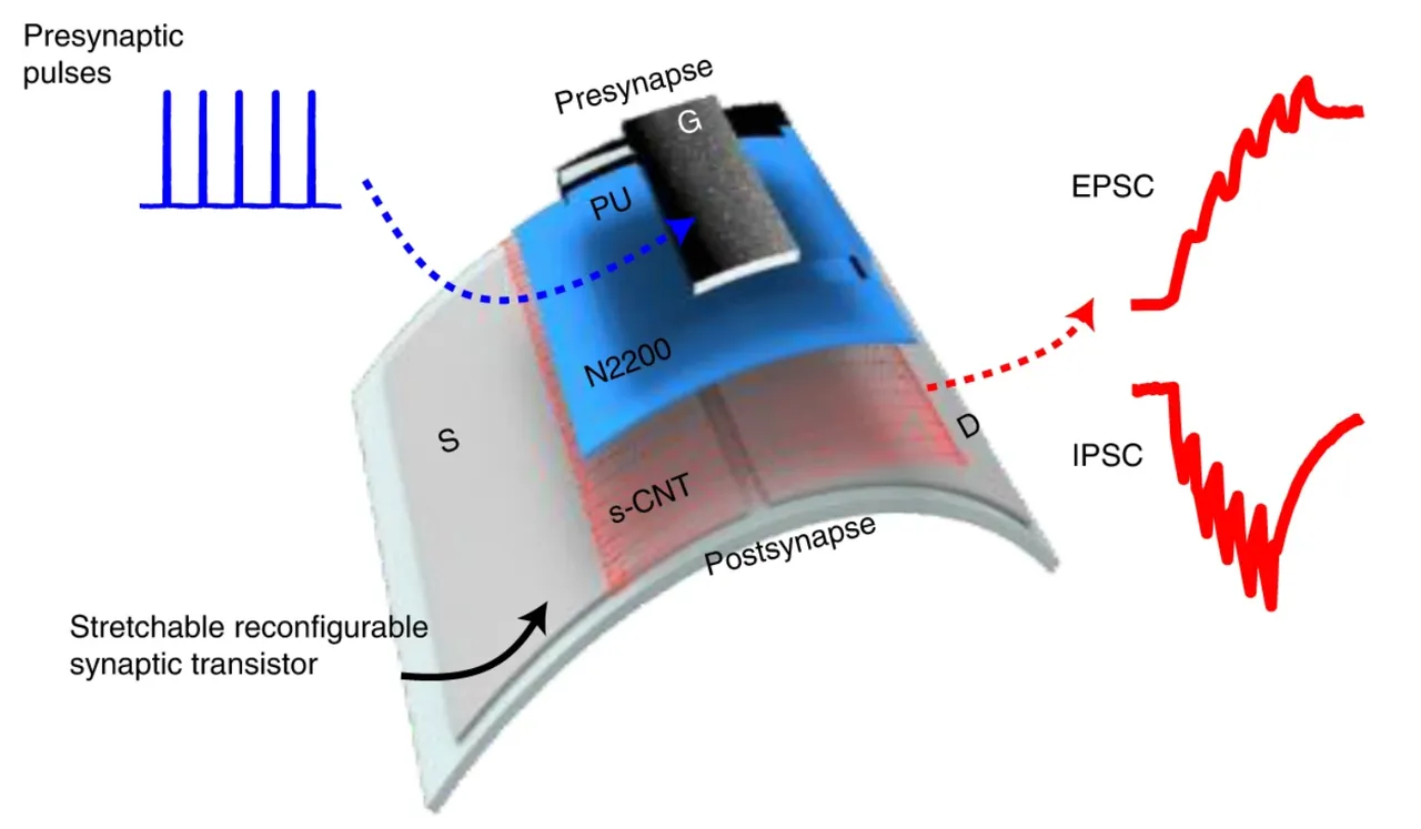Schematic of a stretchable reconfigurable synaptic transistor with an N2200 and s-CNT bilayer semiconductor, converting presynaptic voltage pulses into excitatory (EPSC) and inhibitory (IPSC) postsynaptic current responses.