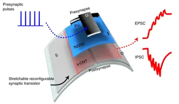 Schematic of a stretchable reconfigurable synaptic transistor with an N2200 and s-CNT bilayer semiconductor, converting presynaptic voltage pulses into excitatory (EPSC) and inhibitory (IPSC) postsynaptic current responses.