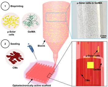 Two-step process for making bioprinted optoelectronically active cardiac tissue: bioprinting a bioink of microscale solar cells suspended in GelMA into an optoelectronically active scaffold, then seeding it with cardiomyocytes, with insets of the printed micro-solar cells and cells.