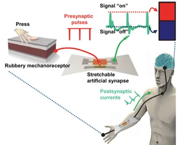 Schematic of a stretchable artificial synapse system in which a rubbery mechanoreceptor sensing a press generates presynaptic pulses that the transistor converts into postsynaptic currents, mapped as “signal on/off” outputs integrated with the human nervous system.