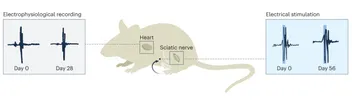 Illustration of a mouse with a conducting-polymer hydrogel interface, showing stable electrophysiological recordings from the heart on days 0 and 28 and effective electrical stimulation of the sciatic nerve on days 0 and 56.