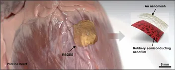 A rubbery bio-optoelectronic stimulator (RBOES) laminated onto a porcine heart, with an exploded view showing its gold nanomesh electrode layered over a rubbery semiconducting nanofilm.